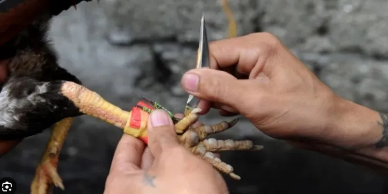 Đá Gà Cựa Dao Là Gì? Tìm Hiểu Nguồn Gốc và Thực Tế