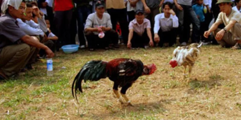 Tuân thủ pháp luật khi chơi đá gà